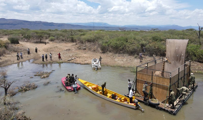 giraffe rescue in Kenya
