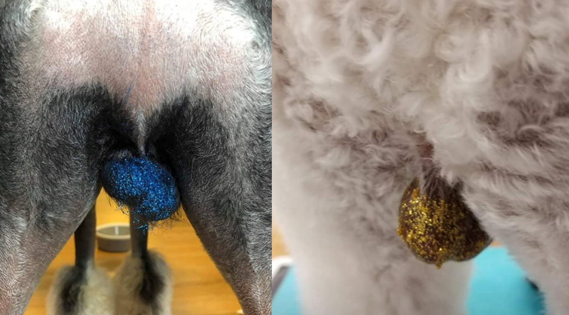 People are Having Groomers Bedazzle Their Dogs’ Testicles with Glitter