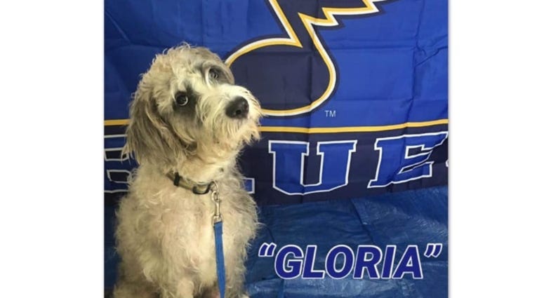St. Louis Blues Gloria and puppies