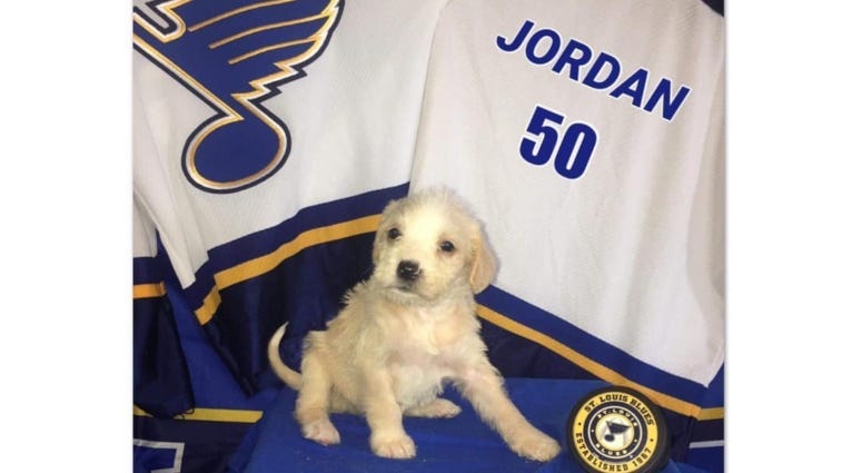 St. Louis Blues Gloria and puppies