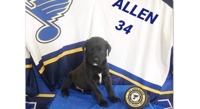 St. Louis Blues Gloria and puppies