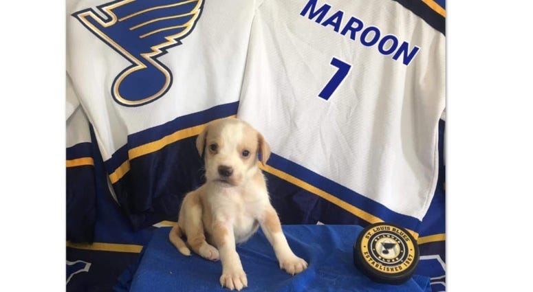 St. Louis Blues Gloria and puppies