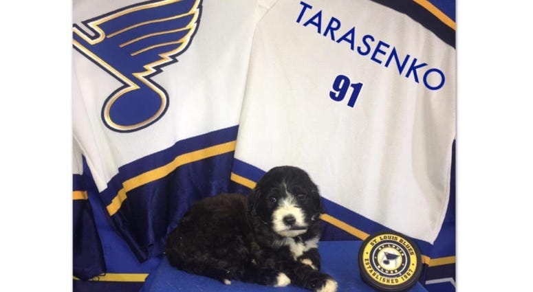 St. Louis Blues Gloria and puppies