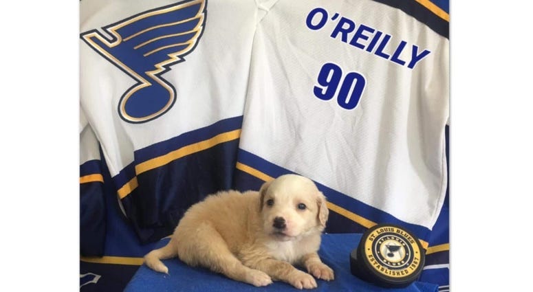 St. Louis Blues Gloria and puppies