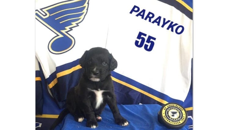 St. Louis Blues Gloria and puppies