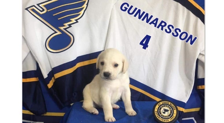 St. Louis Blues Gloria and puppies