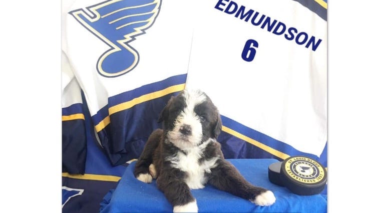 St. Louis Blues Gloria and puppies