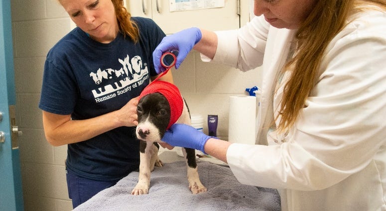 Humane Society of Missouri