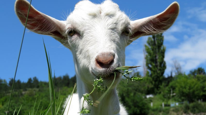 A goat eating weeds