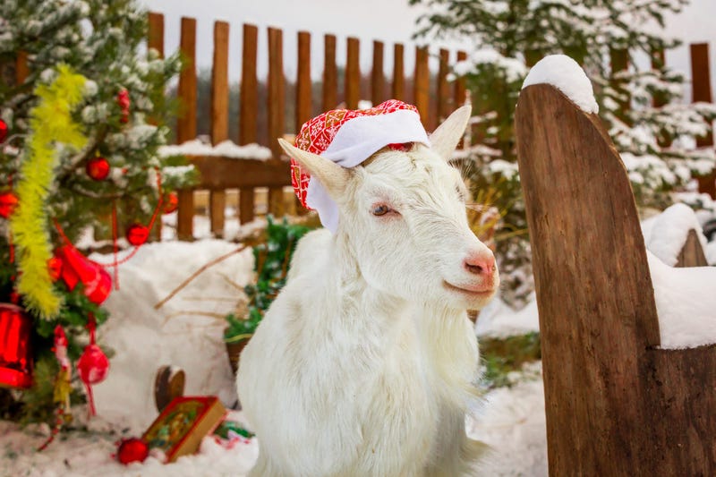 This year, let goats eat your old Christmas tree