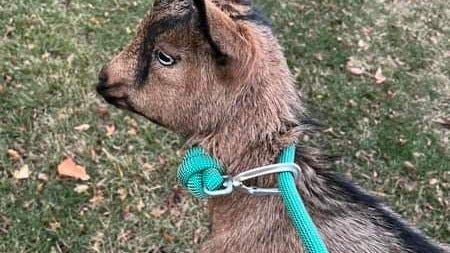 Rogers Park resident helps reunite lost goat with owner: 'He was very snuggly'