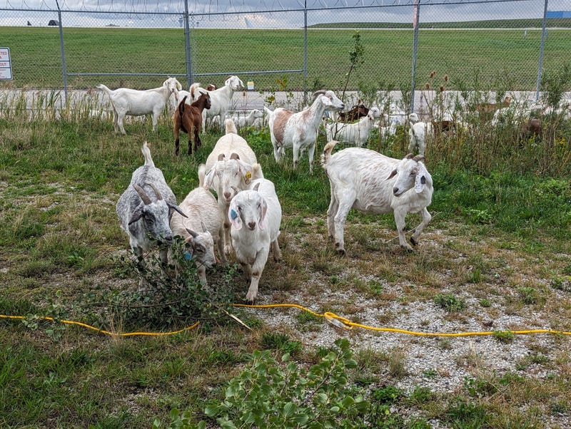 goats in field near airport