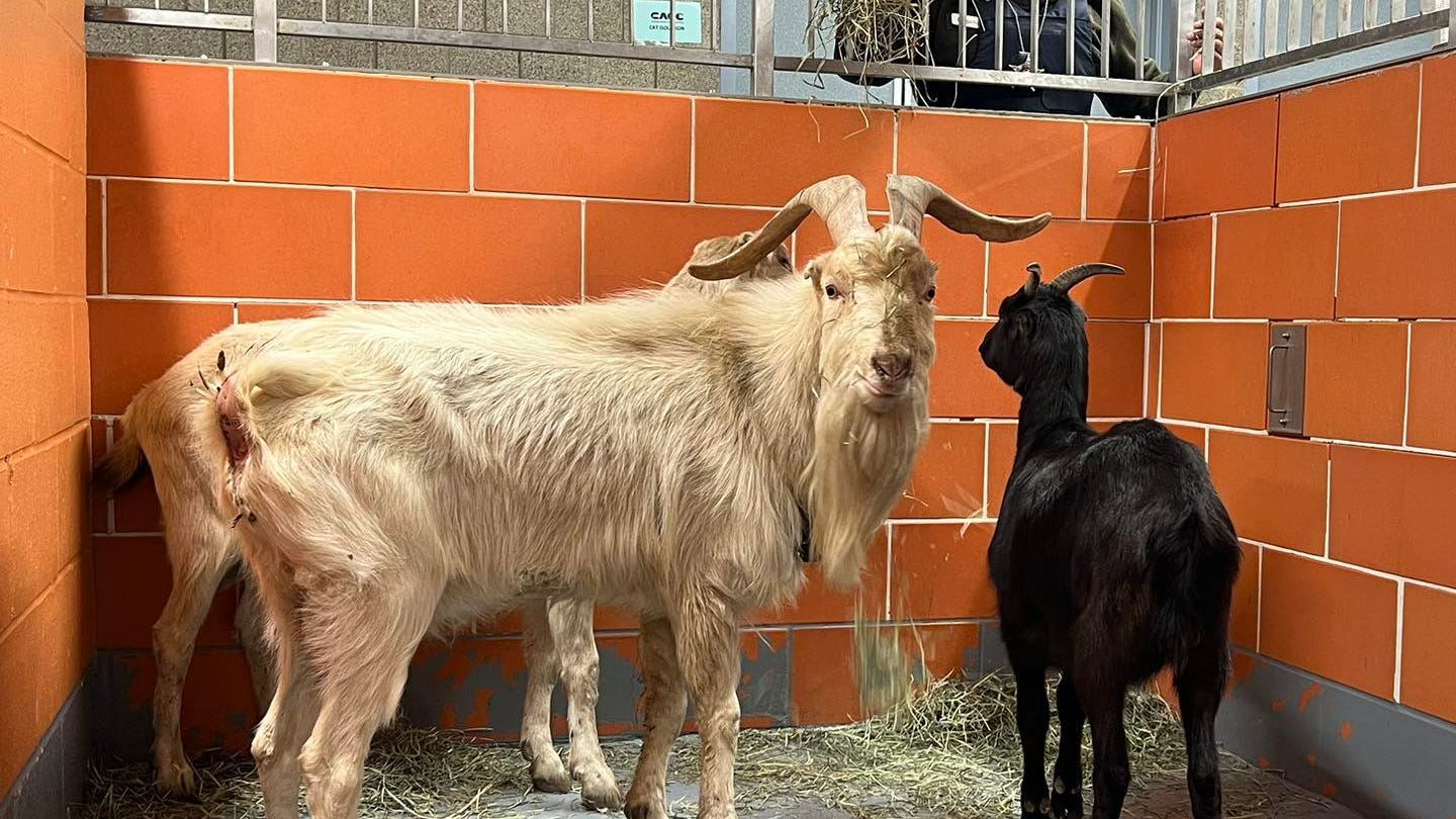 Missing 3 goats? The city wants you to hear from you