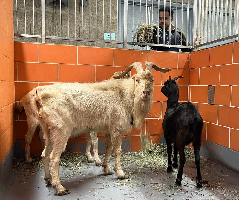 Goats in a pen