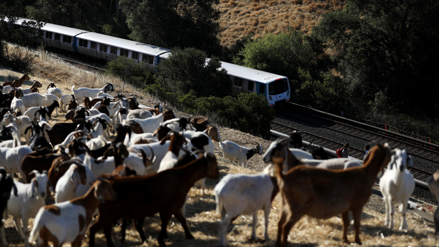 BART goats return to drought-stricken hillsides to reduce fire danger