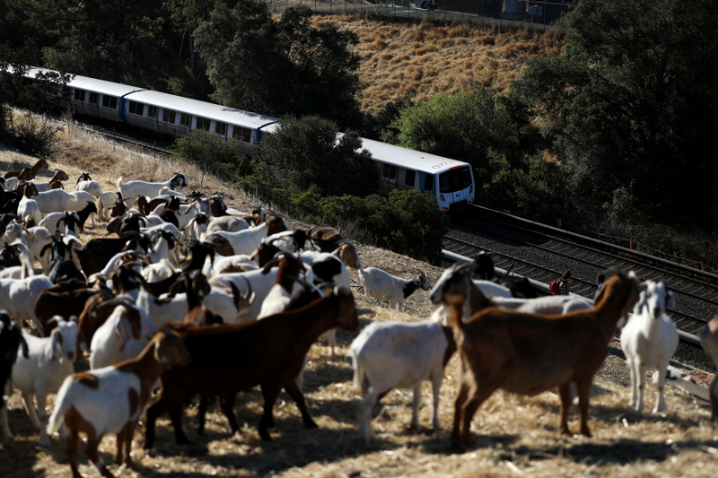 The BART goats return to the hillsides in Walnut Creek and Hayward to graze on the dry grasslands to reduce fire danger.
