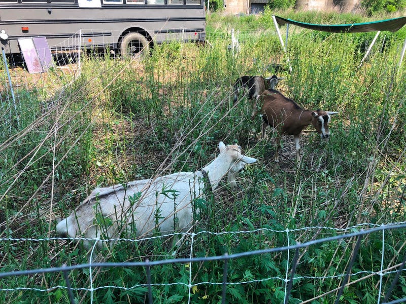 Goatscaping from "Let's Goat Buffalo" clears vegetation behind Silo City. July 10, 2020 (WBEN Photo/Mike Baggerman)