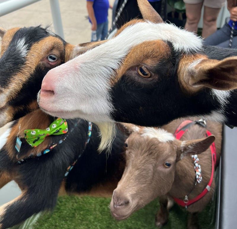 goat faces