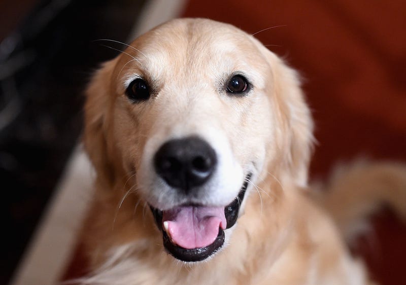 Dog