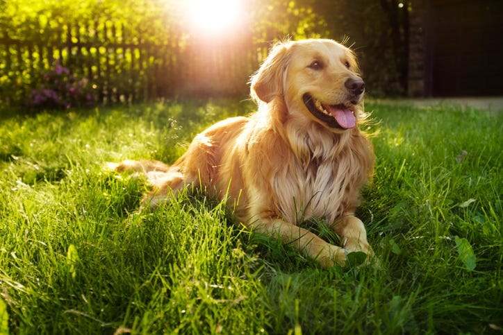 (actual dog not pictured)