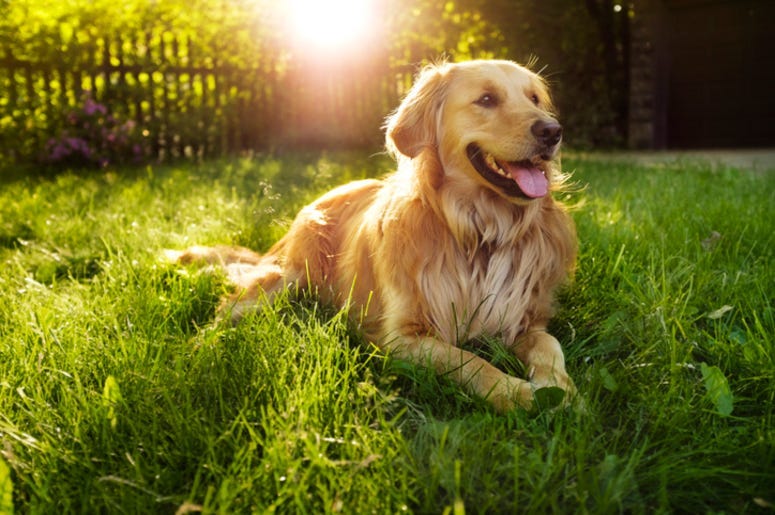 Golden_Retriever