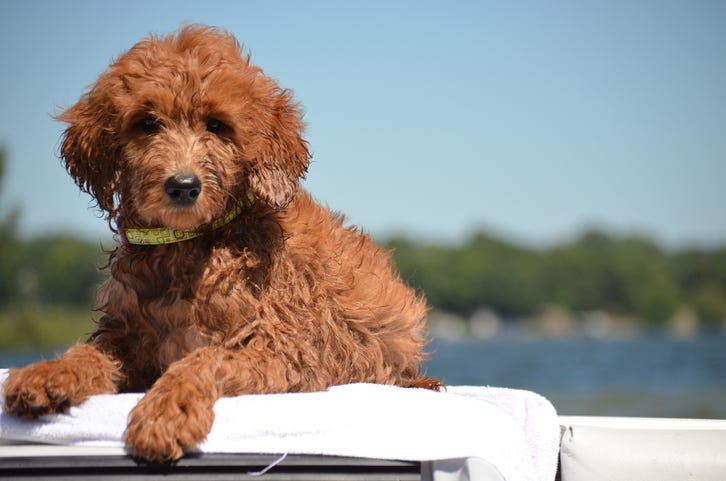 goldendoodle