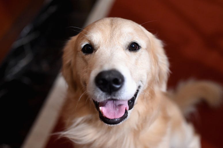 A Golden Retriever