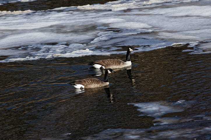 Rescuers try to free goose frozen on Detroit River