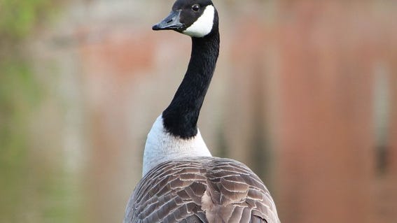 Dispute with a goose? DNR is urging Michiganders to take action to prevent problems with wildlife around their homes