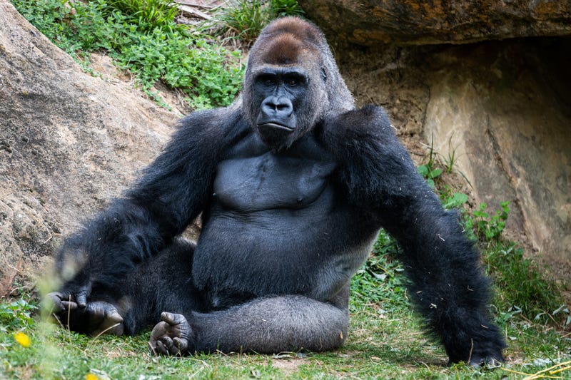 gorilla