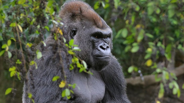 Five gorillas at Dallas Zoo test positive for COVID-19
