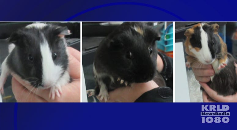 Dallas police are seeking whoever abandoned five Guinea Pigs in the elements