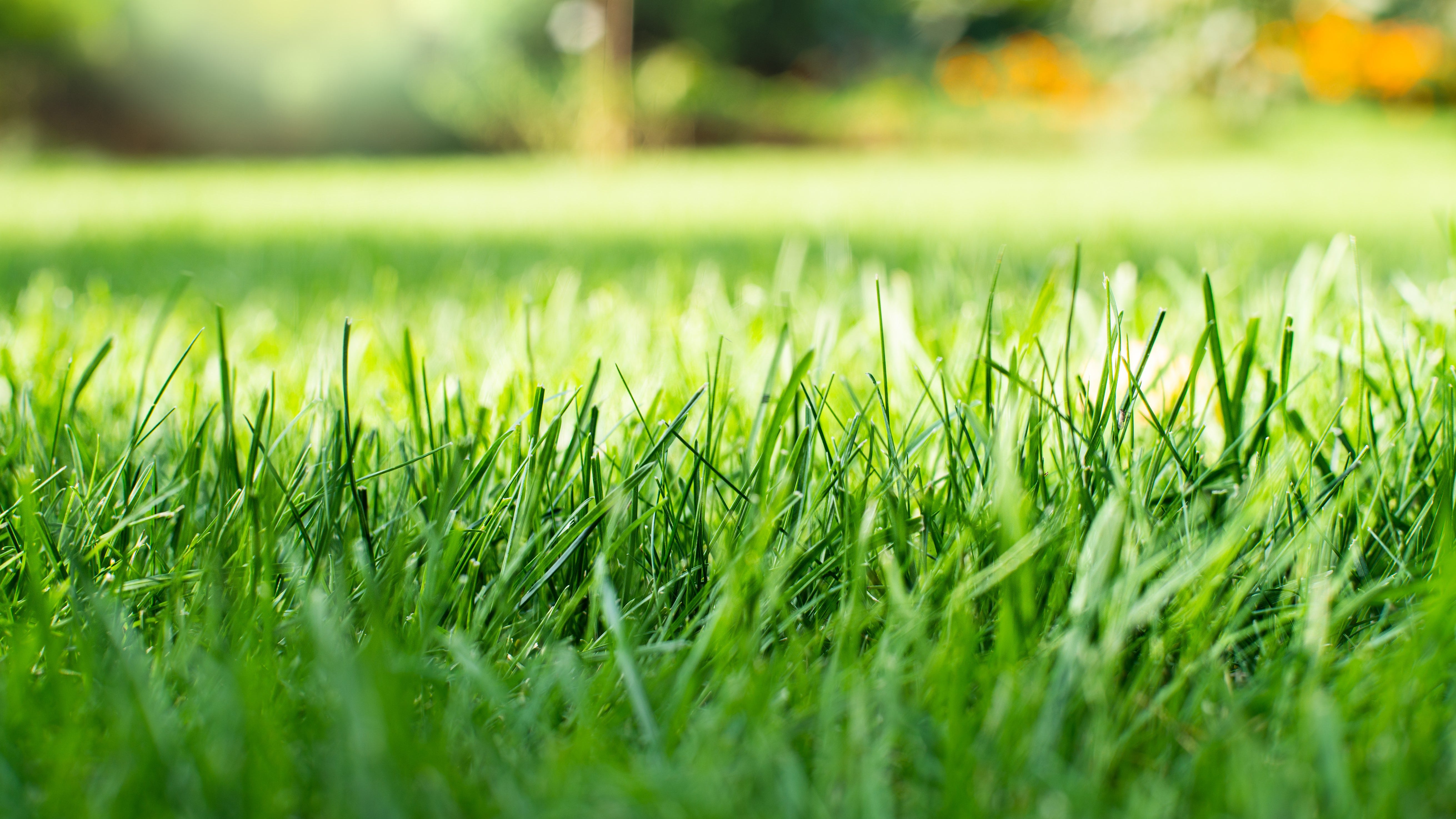 Is 'No Mow May' such a good idea? Not necessarily according to University of Minnesota Extension