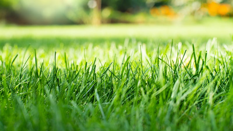 Grass