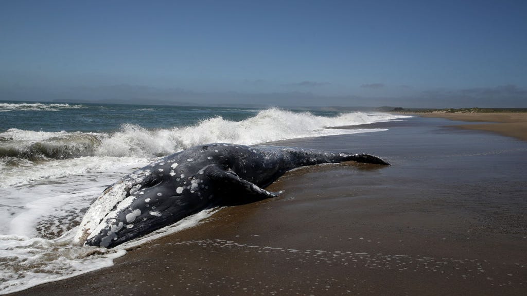 4 gray whales found dead on the Pacific Coast in just over a week; scientists alarmed