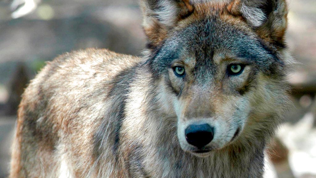 Man Charged With Killing 18 Wolves, 3 Bald Eagles And More In Michigan