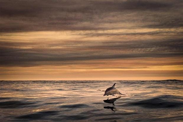 A photo from the island's tourism site shows a "common dolphin on route to the Great Blasket Island by George Karbus."