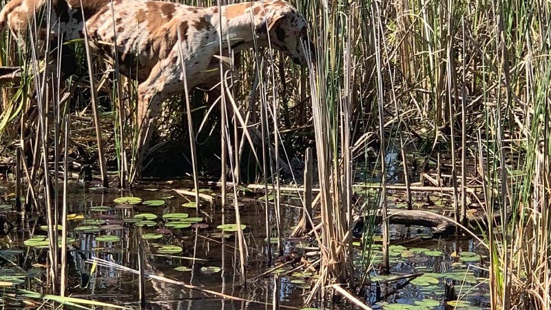 Officials launch rescue mission to save Great Dane stuck on island in Northern Michigan