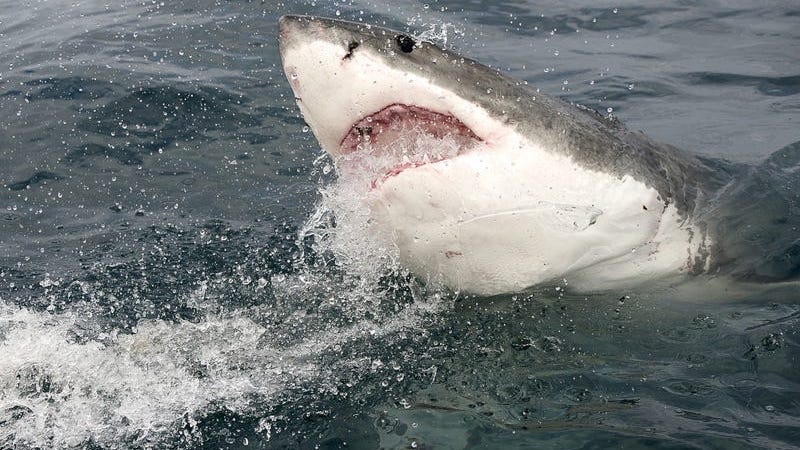 Shark Pulls 10-Year-Old Boy Off Fishing Boat