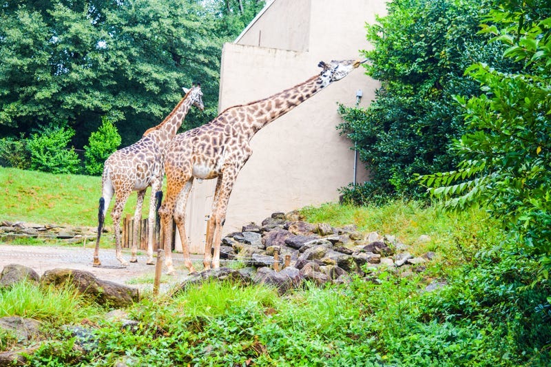 Greenville Zoo