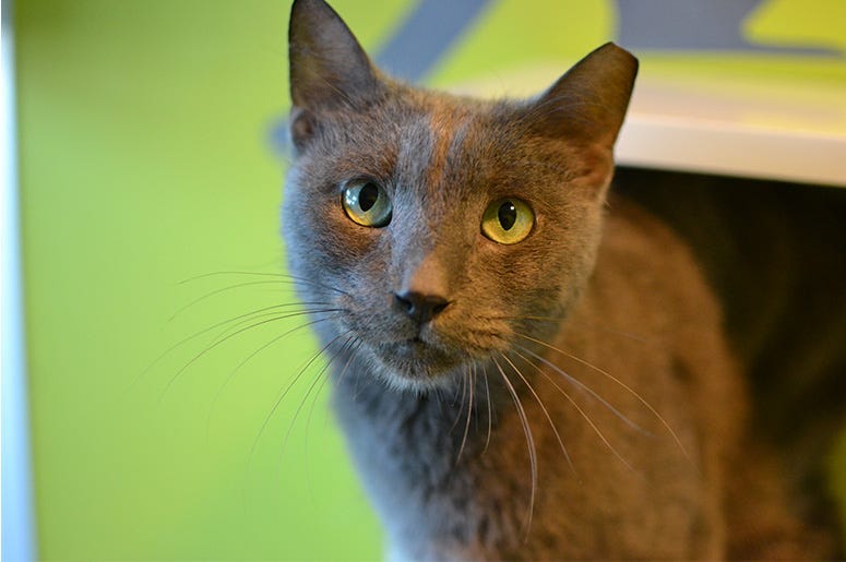 Greyson the cat