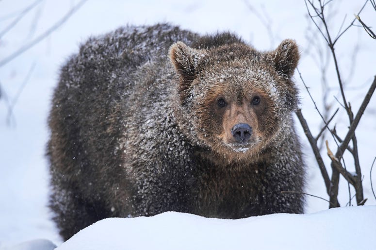 Grizzly_Bear