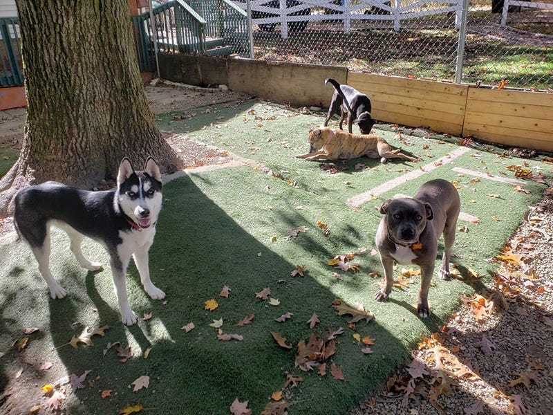 Steel City Dog Rescue