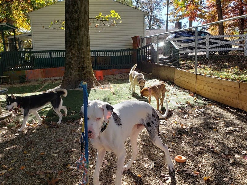Steel City Dog Rescue