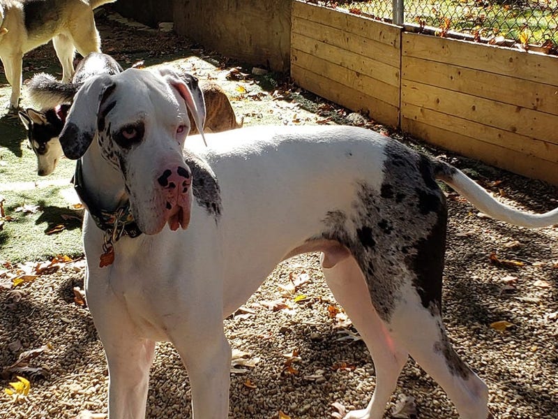 Steel City Dog Rescue