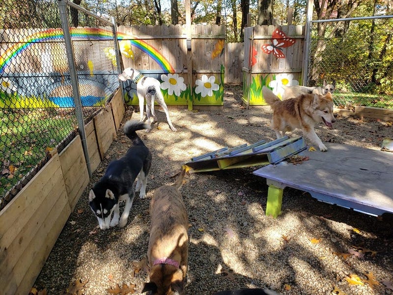 Steel City Dog Rescue