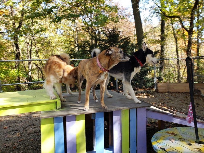Steel City Dog Rescue
