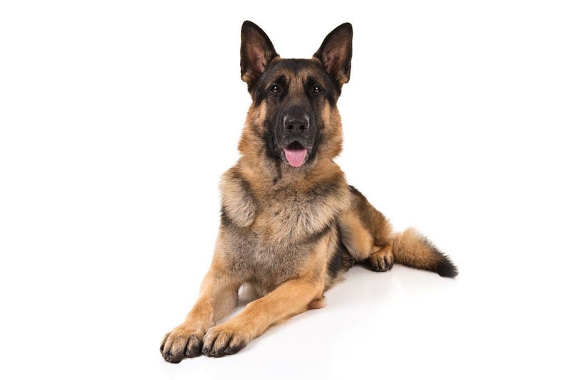 German Shepherd