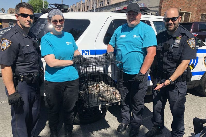NYPD Guineafowl