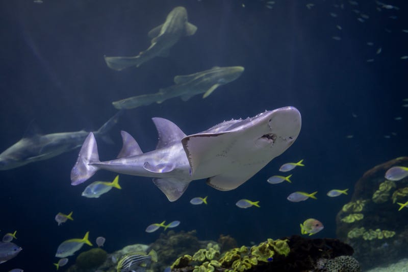 guitarfish in giant aquarium